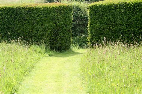 Cut Grass Path Through Long Grass And Wildflowers To Gap In Clipped Ta