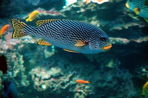 Tropical Salt Water Fish Free Stock Photo Public Domain Pictures