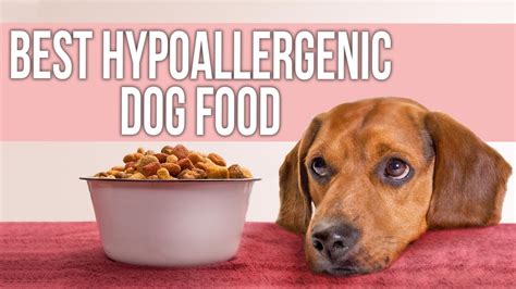 5 Best Hypoallergenic Dog Food For Allergies Youtube