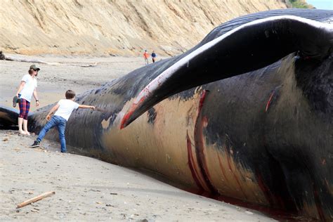 79 Foot Blue Whale Hit By Ship Washes Up Dead On Northern California