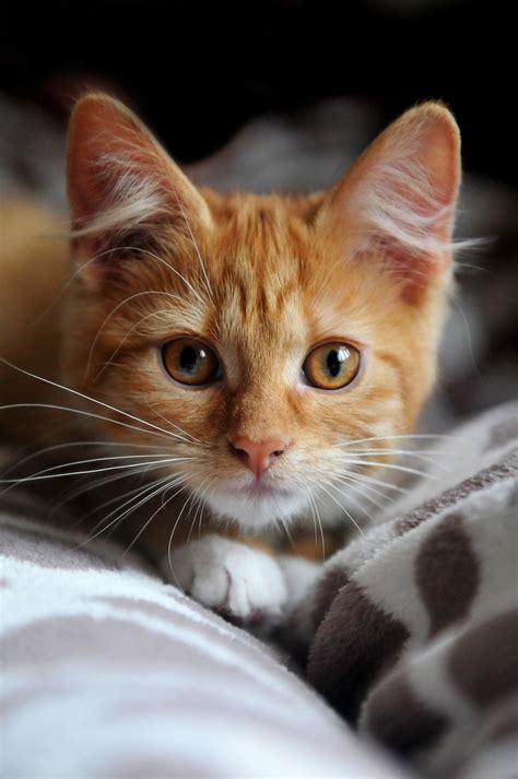 402 Best Images About Kittens On Pinterest Orange