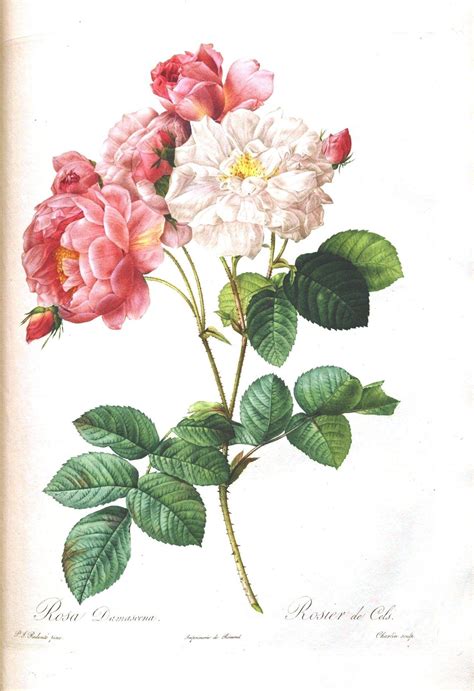 Botanical Flower Les Roses 32 Vintage Botanical Prints Botanical