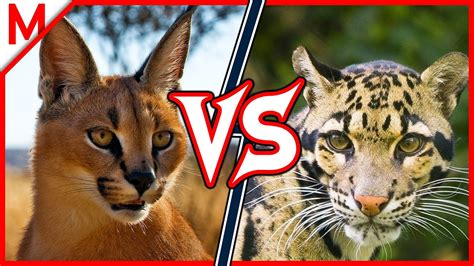 11💥caracal Vs Clouded Leopard Dingo Vs African Wild Dog Winner Youtube