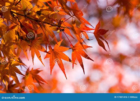 Red Maple Leaves Autumn Background Stock Photo Image Of Branch