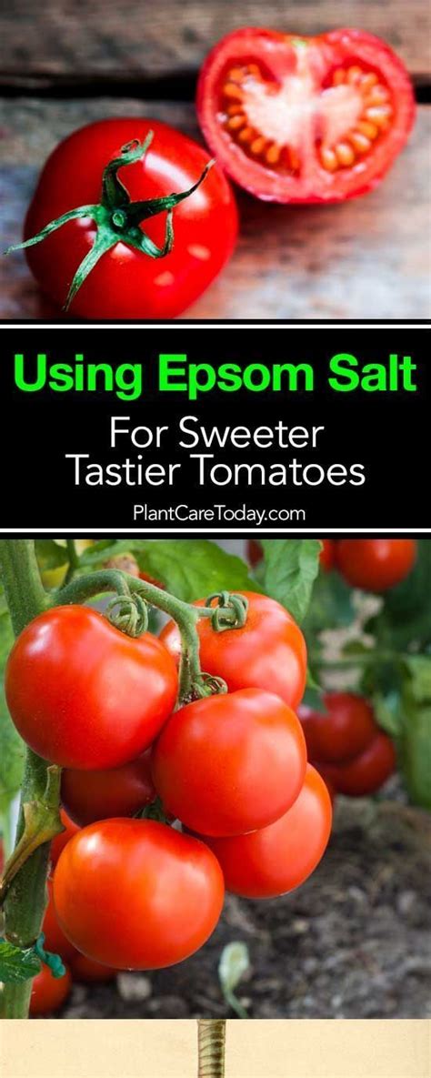 Using Magnesium Sulfate Epsom Salt And Tomato Plants Is Known For