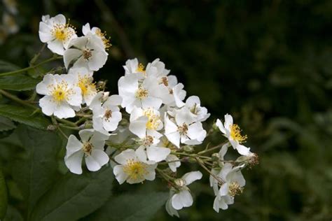 13 Invasive Species Wreaking Havoc In The United States Flowers