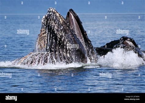 Humpback Whale Megaptera Novaeangliae Inside Passage Southeast