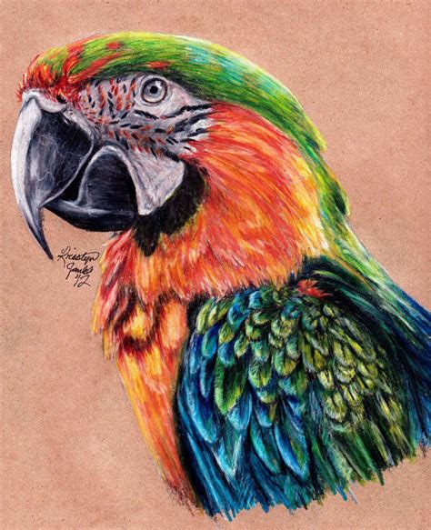 Catalina Macaw Parrots Art Prismacolor Art Colored Pencil Artwork
