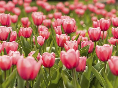 Significato Fiori Tulipano Linguaggio Dei Fiori Significato Fiori