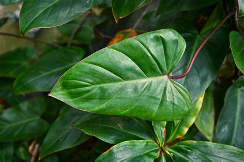 Philodendron Plant Care Growing Guide