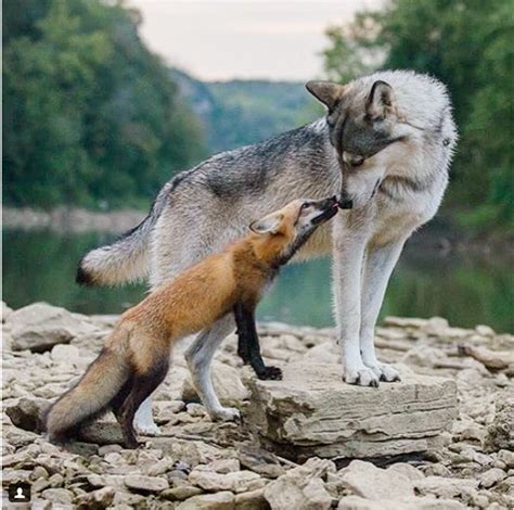 Wolves Will Usually Kill Foxes But This Wolf Dog And Red Fox Were