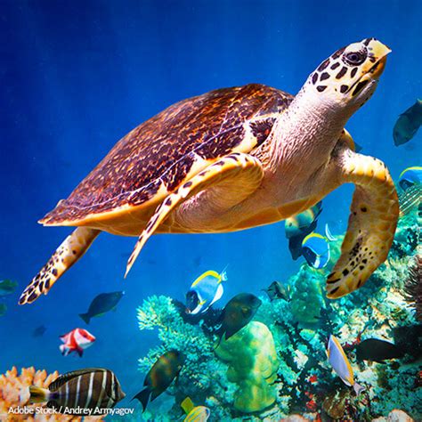 The hawksbill sea turtle (eretmochelys imbricata) is a critically endangered sea turtle belonging to the family cheloniidae. Hawksbill sea turtle - Education for Nature Vietnam
