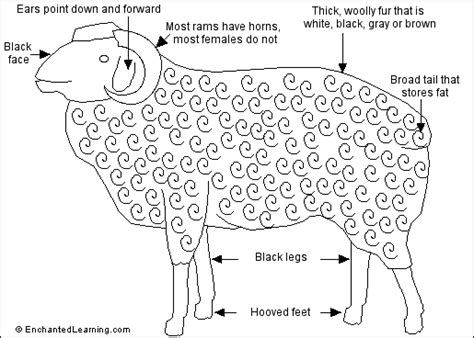 Sheep Muscle Anatomy