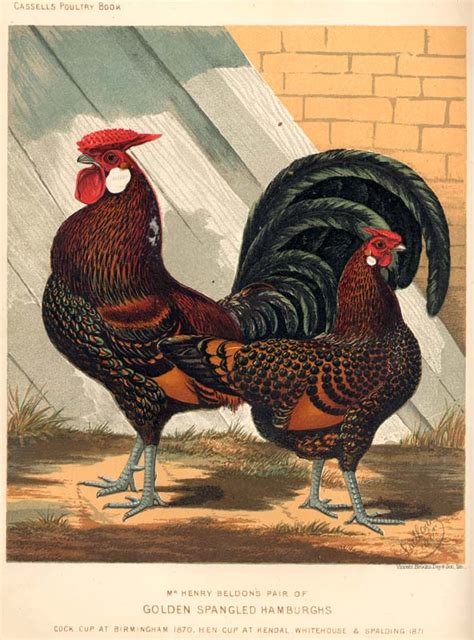 Sisters Warehouse Vintage Rooster And Hens