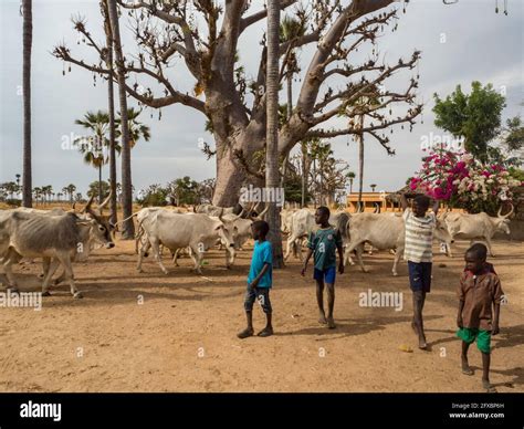 Senegal Africa January 2019 Group Of Children And White Cows In