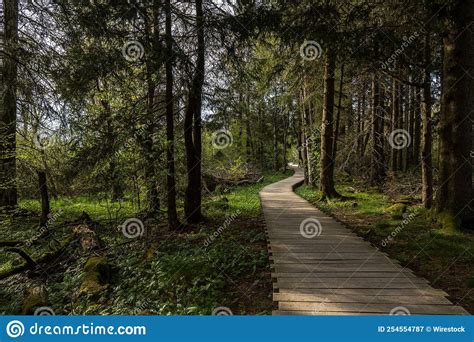 Wooden Pathway In The Forest Stock Image Image Of Stone Leaf 254554787
