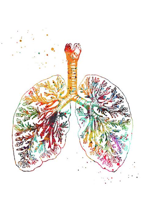 Anatomical Lungs Digital Art By Erzebet S Pixels