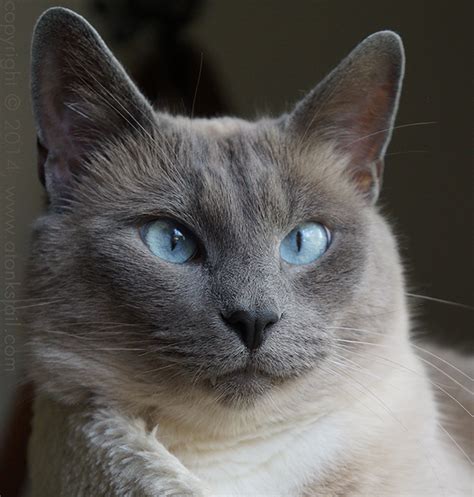 Fluffy Gray Siamese Cat