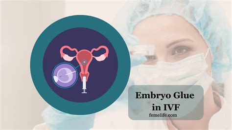 Embryo Glue In Embryo Transfer Femelife