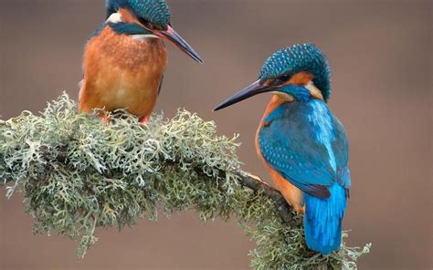 Kingfisher Birds Branch Hd Wallpapers Desktop And
