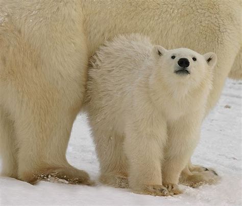 10 Fast Facts About Polar Bears