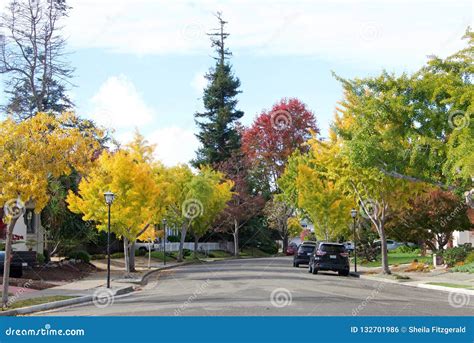Neighborhood Street Lined With Trees In Autumn Colors Stock Photo