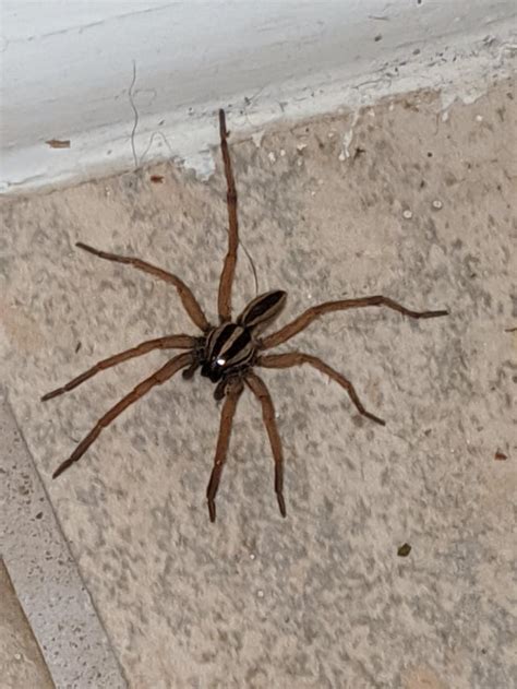 Larger Spider Found Inside In Tx Girlfriend Is Convinced Its Brown