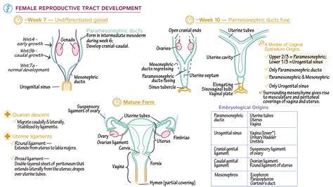 Embryology Development Of The Uterine Tubes Uterus And Vagina