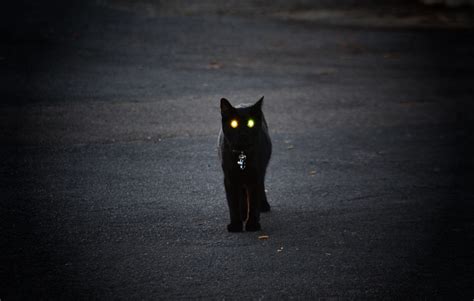 black cat spooky eric sonstroem flickr
