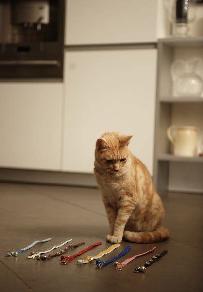 So that means dogs are more color blind then cats. Are Domestic Tiger Tabby Cats Color Blind? - Pets
