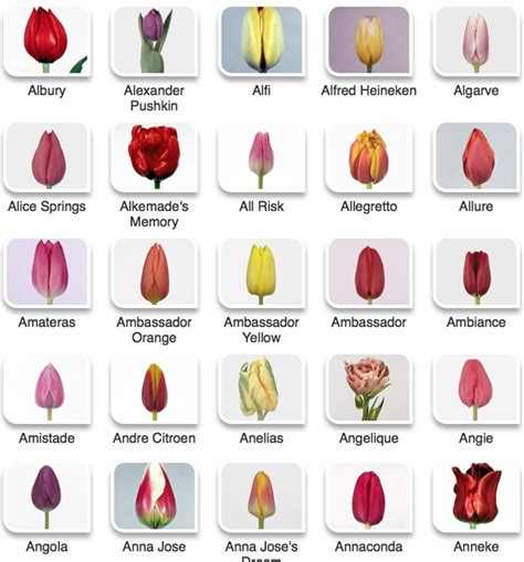 Tulip Color Guide Flirty Fleurs The Florist Blog
