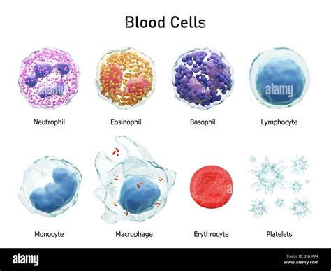 Serie Di Cellule Del Sangue Neutrofili Eosinofili Basofili Linfociti
