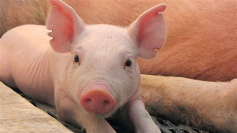 Crianza De Cerdos Nutrición Y Situación Sanitaria En Las Granjas