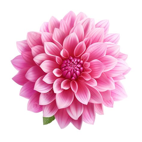 Realistic Pink Flower Nature Grass Growth Png Transparent Image And