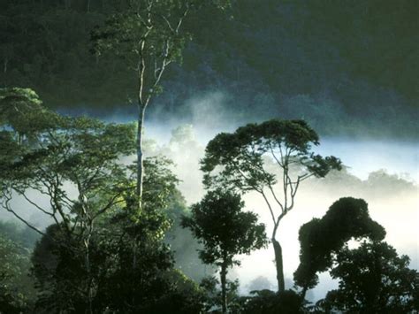 8 Manfaat Dan Pengertian Hutan Hujan Tropis Yang Perlu Diketahui
