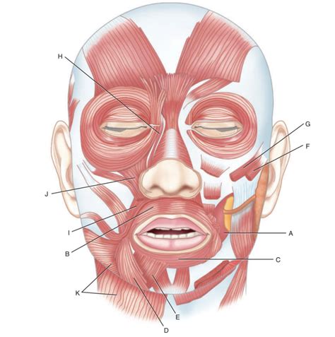 Muscles Of The Face Pt I Diagram Quizlet