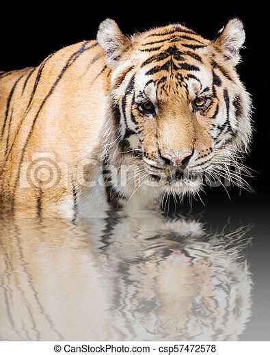 Fierce Tiger Ground Black Background A Beautiful Light Close Up Of A Tiger Face Canstock