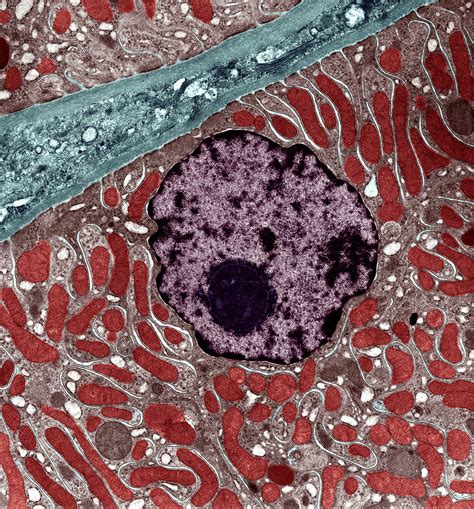 Kidney Cell Showing Nucleus And Mitochondria Wellcome Collection
