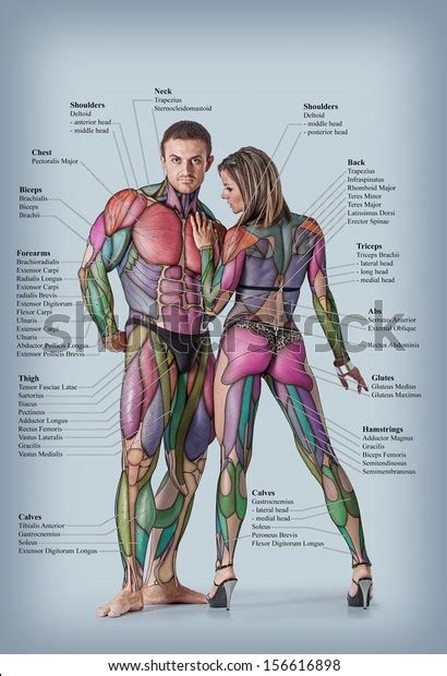 Anatomy Male Female Muscular System Anteriorarkivfotografi156616898