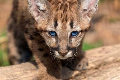 Baby Mountain Lion What Theyre Called Facts And Images