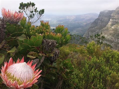 Scientific Tracking App To Help Save Fynbos Vegetation