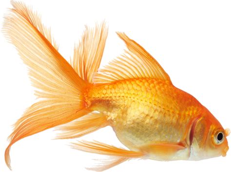 26 Goldfish Png Glodak Blog