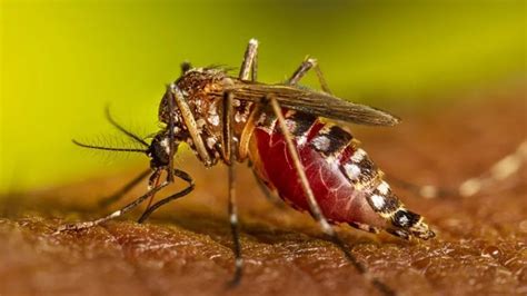 Confirmaron Dos Muertes Por Dengue En Caba Y Suman 35 Las Víctimas Fatales En Todo El País