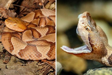 Its Copperhead Season In Virginia Here Is What You Need To Know