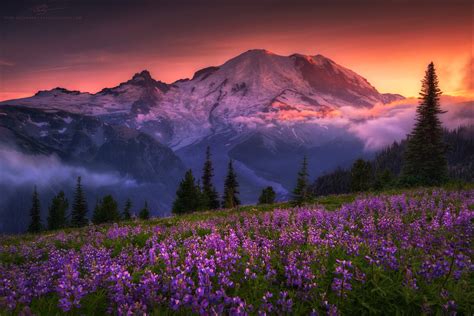 Flowers On Mountain Image Abyss