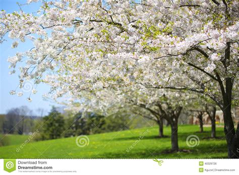 Standouts primavera includono alberi ornamentali che fioriscono fiori bianchi o rosa. Albero Con I Fiori Bianchi Della Primavera Della Ciliegia ...