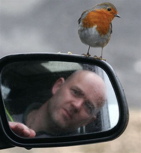 Cocky Robin The Bird Who Favours The Shaved Head Of A Tree Surgeon As