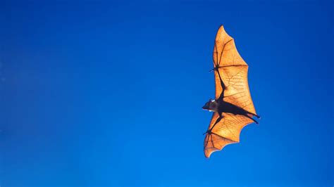 Bat Superpowers Nova Pbs