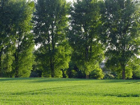 Fotos Gratis Paisaje árbol Césped Campo Prado Pradera Flor