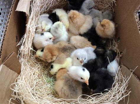 10 Tips for Planning Orders of Baby Chicks - Calico Blossom